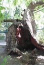 Ancient tree in Kos Island. Kos Island is populer tourist destination in Greece.